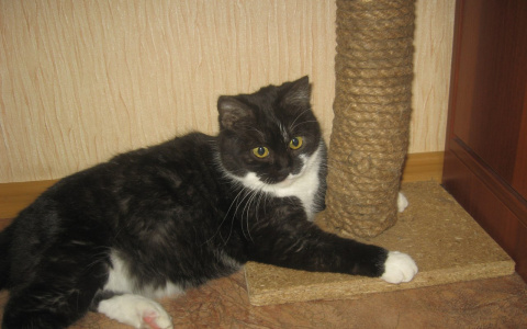 Забери меня домой: В Саранске пушистики хотят стать домашними