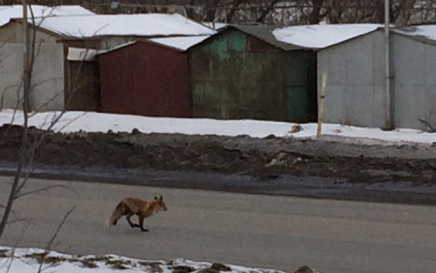 В Саранске возле жилых домов гуляет лиса