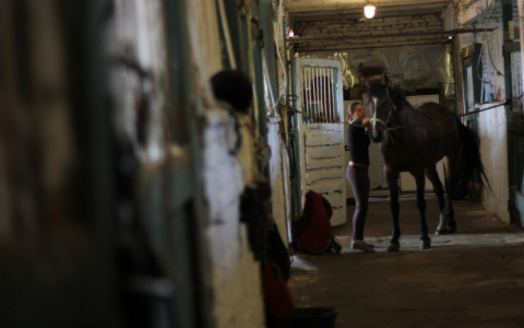 В Мордовии цыган похитил трех лошадей с фермы 