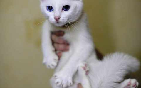 Забери меня домой: в Саранске бездомные животных ждут новых хозяев