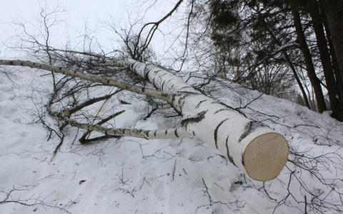 Житель Саранска потерял более 60 тысяч рублей при покупке древесины