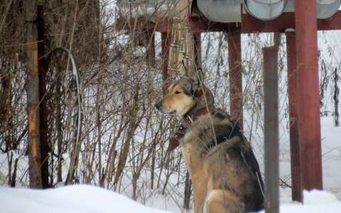 В одном из районов Мордовии жители подвергаются нападению бродячих собак 