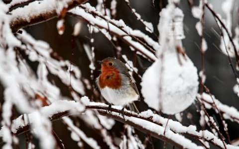 Что ждать жителям Саранска от погоды в понедельник?