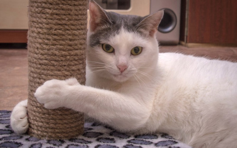 Забери меня домой: в Саранске бездомные животные готовы к переезду в новый дом