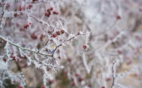 В Мордовии младшие школьники пропустили занятия в школе из-за мороза