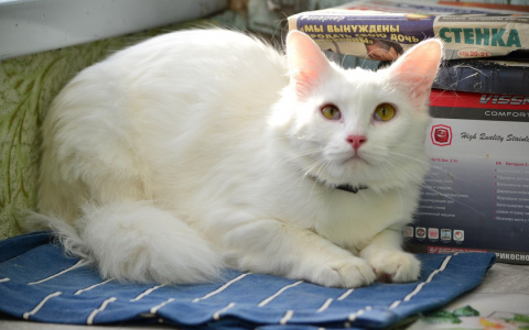  Забери меня домой: в Саранске бездомные животные нуждаются в любви и заботе