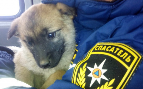 В Саранске сотрудники МЧС спасли щенка из полуразрушенного гаража