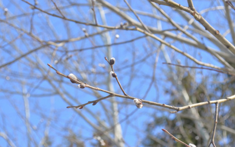 Что ждать жителям Саранска от погоды в воскресенье?