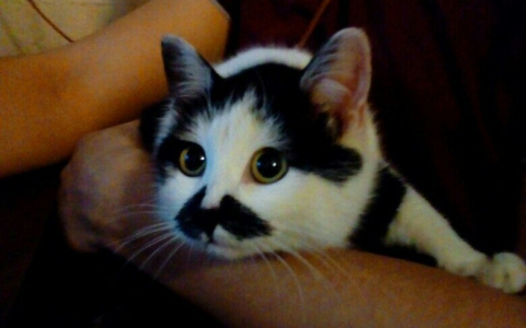 Забери меня домой: в Саранске бездомные животные ищут заботливых хозяев