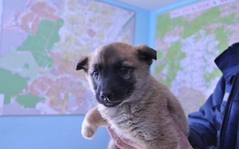 В Саранске спасенный щенок нашел хозяина 