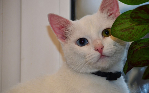 Забери меня домой: в Саранске бездомные животные ищут заботливых хозяев