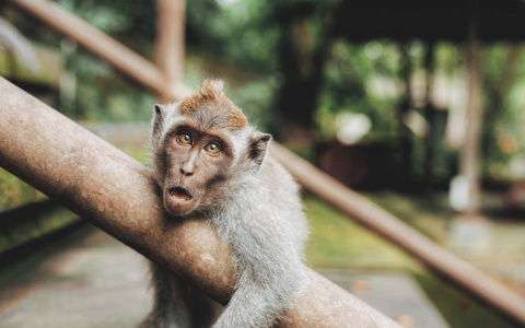 В саранский зоопарк передадут макак, которых незаконно вывезли из Вьетнама