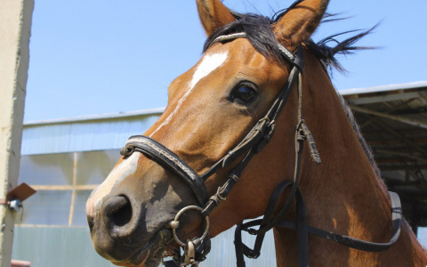 Путешественник Цзин Ли верхом на коне едет в Саранск
