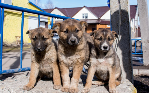 Забери меня домой: в Саранске бездомные животные ищут заботливых хозяев