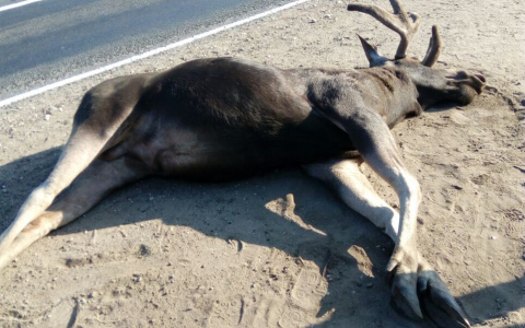 В Мордовии лось спровоцировал ДТП