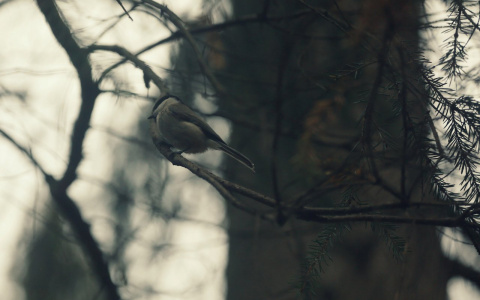 В Мордовии ожидается сильный порывистый ветер