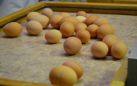 Воспитанники детского сада в Шушарах отравились яйцами из Мордовии