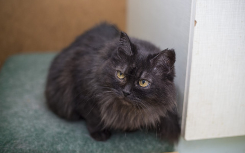 Забери меня домой: в Саранске бездомные животные готовы к переезду в новый дом