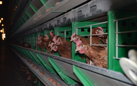 Житель Мордовии обокрал птицефабрику