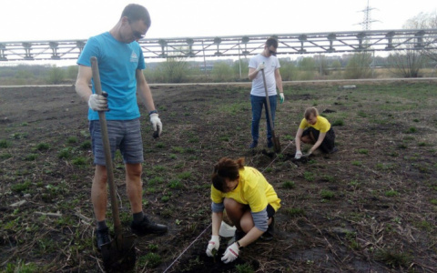 В пригороде Саранска высадили хвойную аллею