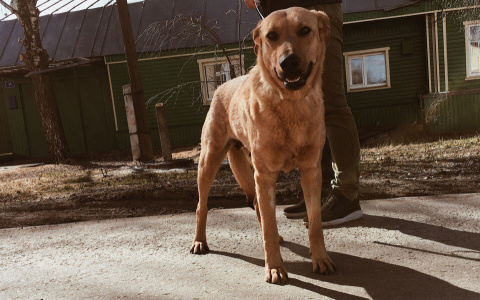 Забери меня домой: в Саранске бездомные животные ищут заботливых хозяев