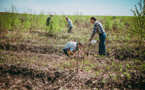 В Мордовии на месте сгоревшего леса высадили 10 тысяч сеянцев сосны