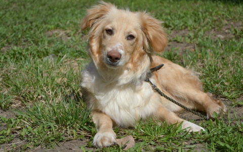 Забери меня домой: в Саранске бездомные животные ищут заботливых хозяев