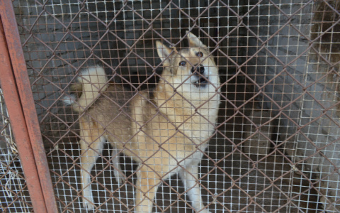 Стала известна дата открытия приюта для бездомных животных в Саранске