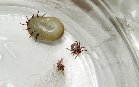 В Мордовии около ста человек пострадали от укусов клещей