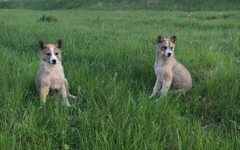 Забери меня домой: в Саранске бездомные животные ищут заботливых хозяев
