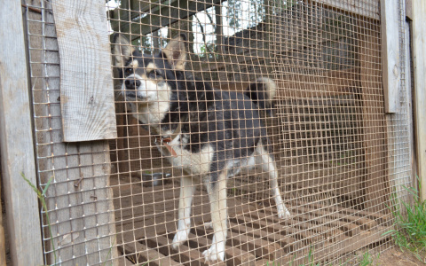 Мэр Саранска об открытии приюта: «За неделю горожане принесли немало безнадзорных животных»