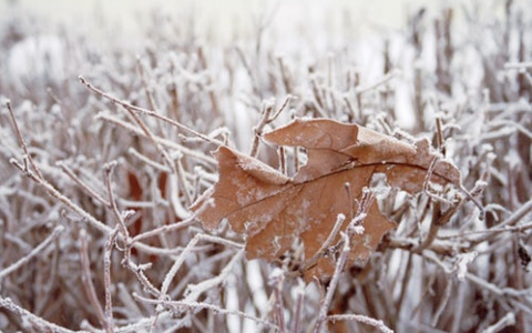 В Мордовии вновь ожидаются заморозки