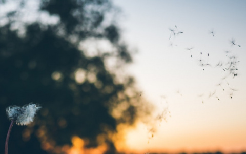 МЧС Мордовии предупреждает жителей региона о сильном ветре