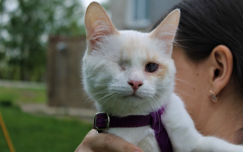 Забери меня домой: в Саранске бездомные животные ищут заботливых хозяев