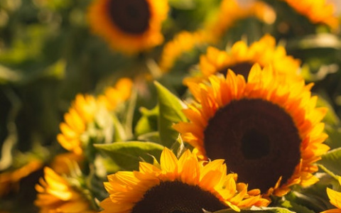 Что ждать жителям Саранска от погоды в воскресенье?