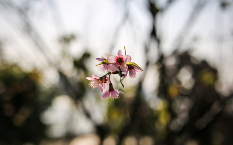 Что ждать жителям Саранска от погоды в понедельник?