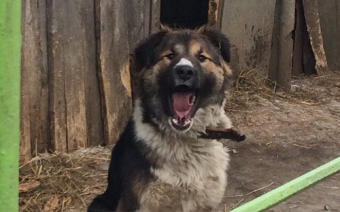 Забери меня домой: в Саранске бездомные животные ищут заботливых хозяев