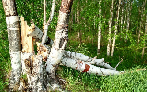 В Аварийно-спасательной службе рассказали, как вызволяли женщин, придавленных деревьями Саранске