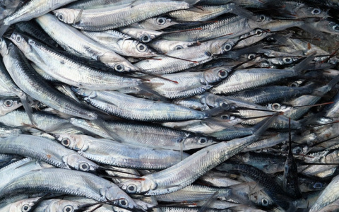 В Мордовии на прилавках магазинов нашли более 70 килограммов некачественной и опасной рыбы