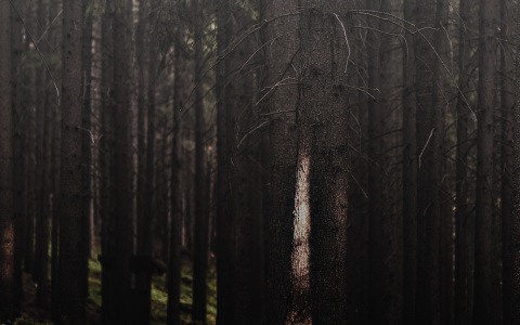 Что ждать жителям Саранска от погоды в понедельник?