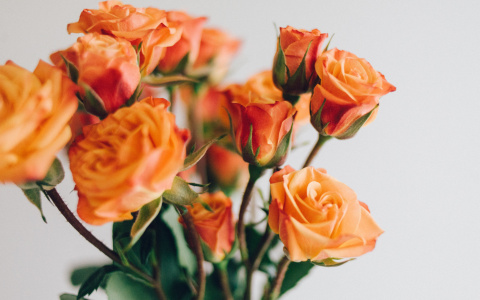 Житель Саранска решился на кражу, чтобы устроить для возлюбленной романтический сюрприз