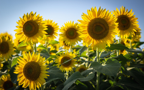 Что ждать жителям Саранска от погоды во вторник?