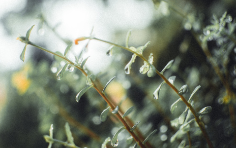 Что ждать жителям Саранска от погоды в четверг?