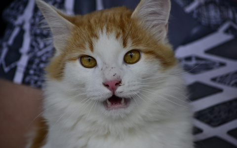 Забери меня домой: в Саранске бездомные животные ищут заботливых хозяев