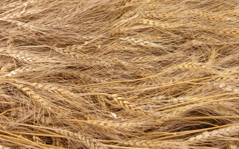 Для завершения жатвы на полях Мордовии остается убрать 6% зерновых культур