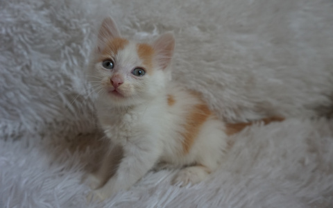 Забери меня домой: в Саранске бездомные животные ищут заботливых хозяев