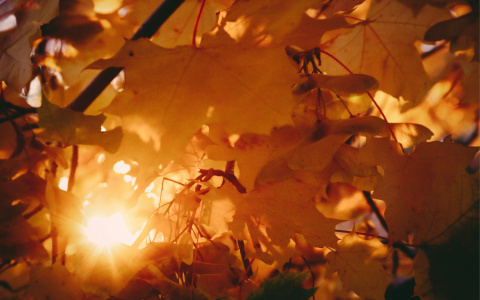 Что ждать жителям Саранска от погоды в понедельник?