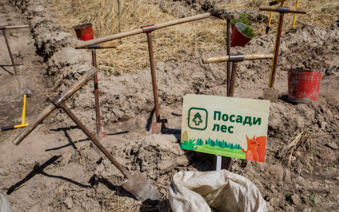 В Мордовии высадят 22 тысячи саженцев сосны