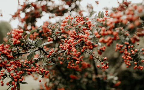 Что ждать жителям Саранска от погоды в четверг?