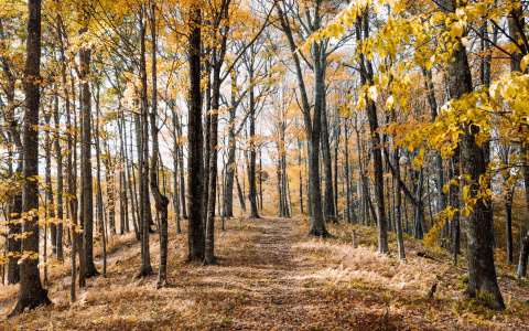 Что ждать жителям Саранска от погоды в пятницу?